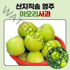 영주 아오리사과 고당도 햇 꿀 사과 초록 청 아삭 세콤 달콤 2kg 4kg, 4kg 중소과 (19~21과), 1개