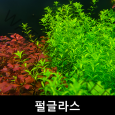 펄글라스 (10촉) 초보자수초 자연수초
