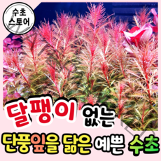 [수초스토어] 검역 프로서피카나 팔스트리스 3촉 / 구피 새우 어항 수초 쉬운 예쁜 은신처 중경 후경 초보 풍성한 쉬운 은신처 흑사 붉은 무이탄 치어 베타 열대어