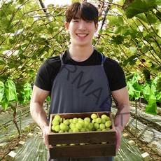 청년농부의 수출용 샤인머스켓, 1박스, 1.5kg(특등급/2-3수)