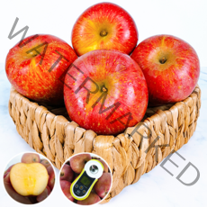 [긍정적인 밥상] 경북 홍로 사과 산지직송, 가정용, 중과 2kg(7-9과), 1개