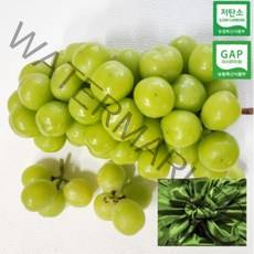 [산지직송] 수출용 프리미엄 망고향 고당도 샤인머스켓 추석 명절 선물세트, 특상품 1kg(2-3수)
