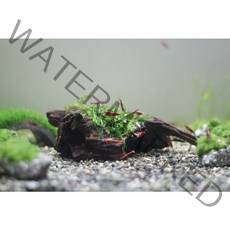 물미역모스 미니유목활착 새우은신처 새우놀이터