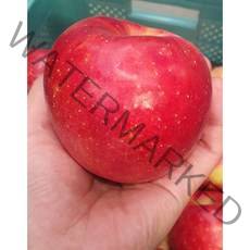 [백구농원] 아삭 아리수 2023년 햇사과 안동 청송 문경, 가정용3kg, 3kg 중과 10~13과, 1박스