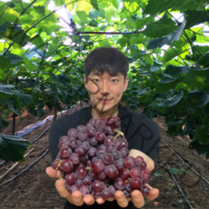 코튼 캔디 하트 포도 솜사탕 씨없는 포도 3kg 2kg 1kg, 2kg (2봉지)