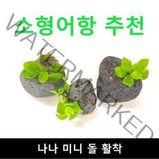 (소형어항 추천) 나나 미니돌 활착 / 수초몰 초보자수초 자연수초 활착수초