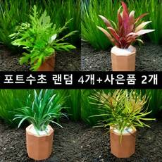 [수초몰] 랜덤 포트수초 세트 4개 + 사은품2개 / 초보자수초 자연수초 키우기 쉬운 수초 수초맛집 수초농장 수초전문 음성수초 활착수초 모스 모스볼 인기수초 구피 새우 은신처