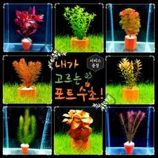 [미초 신상품 리뉴얼] 내가 고르는 포트수초! + 서비스 증정 / 초보자용 어항 수초 / 수초 세트 / 구피 수초, 큰 포트, 04. 암브리아