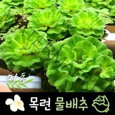 [미초] 목련 물배추 (소형 _Small) 1뿌리 / 부상 수초 / 초보자 수초 / 어항 수초