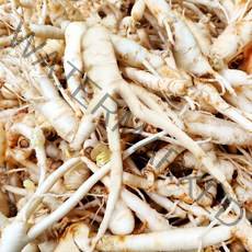 후금이네 싱싱한 인삼 수삼 세척 파삼 막삼 못난이삼 (300g+300g)