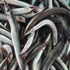 청정동해 싱싱한 냉동 양미리 1kg, 1개