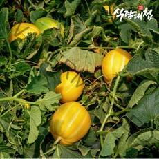식탐대첩 못난이 성주 꿀참외 2kg 중과 7-10개, 없음
