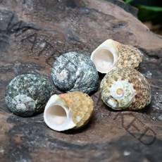 스트라이프터보쉘 (1.0~1.5cm) 소라게쉘, 타이니:1.3~1.5cm