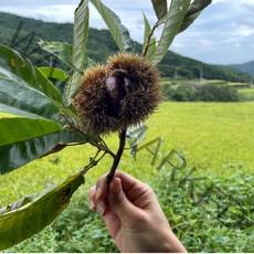 [산지직송] 공주 햇밤 알밤 생밤 "대" 크기, "대" 햇밤 1kg, 1개