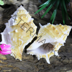 프록쉘 (1.8~2.5cm) 소라게쉘, 소~중:2.2~2.5cm