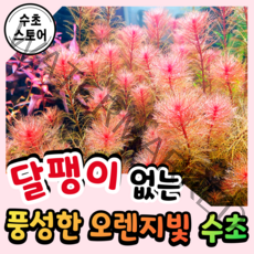 [수초스토어] 검역 밀리오필름 레드 3촉 / 구피 새우 어항 수초 키우기 쉬운 예쁜 은신처 자연 중경 후경 초보 풍성한 물고기 붉은 무이탄 치어 베타 열대어, 3개