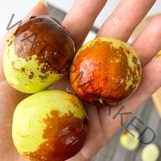 지리산 남원 춘향골 사과대추 왕대추 왕특 1kg 2kg 아삭 달달 햇 애플대추, 춘향골 사과대추 왕특 40과내외 1kg, 1개